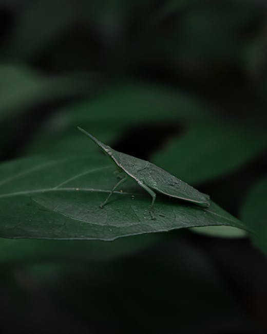 A close-up of a green, leaf-mimicking insect, resembling a grasshopper or nymph, perched on a broad, dark green leaf with visible veins. The insect's body and wings blend seamlessly with the leaf's te