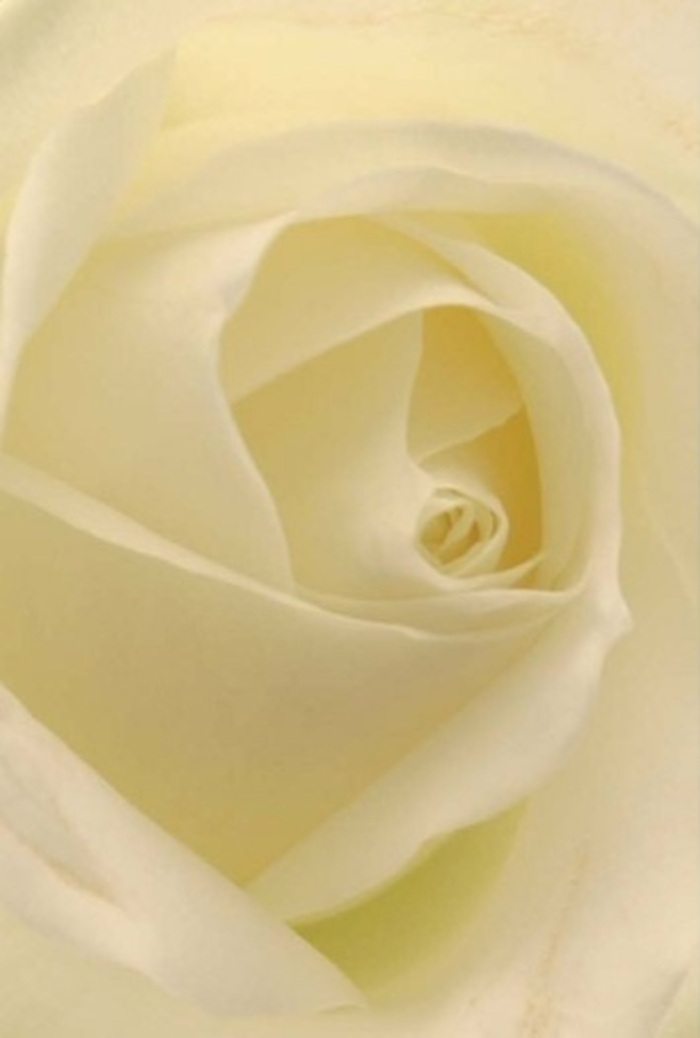 Seen up close, this classic white rose exemplifies the spirit of understated luxury that graces so many Crystal Palace homes and events. The petals, softly blending shades of pearl and cream, appear almost translucent as gentle light flows through their delicate layers, as if the bloom itself holds a secret illumination. The spiral of each petal is near-perfect, a symbol of both purity and quiet resilience, reminiscent of the artful arrangements found at local gatherings or weddings held in the shade of the Palace's iconic terraces. Shadows nestle in each curve, elevating the natural beauty and elegance of the rose, while inviting contemplation or appreciation. As a florist steeped in Crystal Palace tradition, I see this flower as a versatile offering-suitable for heartfelt apologies, romantic declarations, or sophisticated centrepieces. Its serene, clean fragrance lingers in the imagination, a subtle hallmark of every bouquet prepared for delivery throughout SE19.